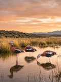 Black-bellied whistling duck decoys standing in a golden-hour marsh